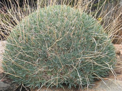 Othonna retrorsa, photographed by douglaseustonbrown