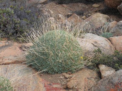 Othonna retrorsa, photographed by douglaseustonbrown