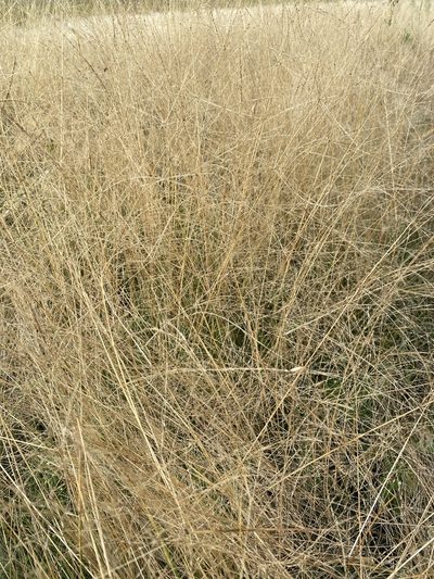 Puccinellia nuttalliana, photographed by mullerecology