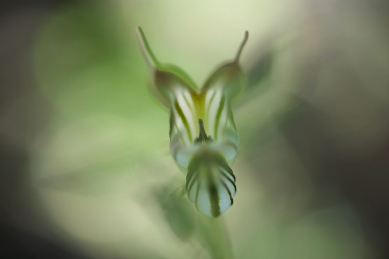 Pterostylis recurva, photographed by Ruth Clark