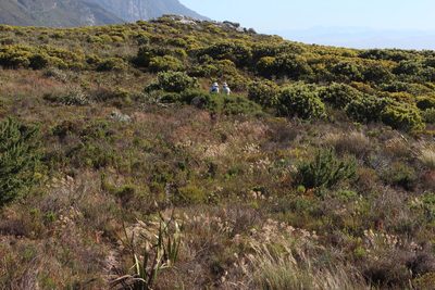 Pentameris curvifolia, photographed by Tony Rebelo
