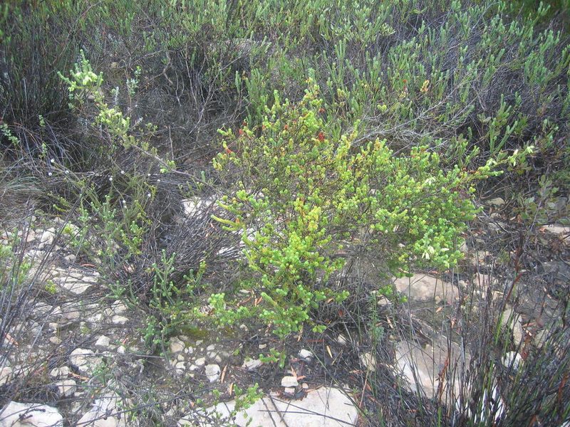 Erica oblongiflora, photographed by douglaseustonbrown