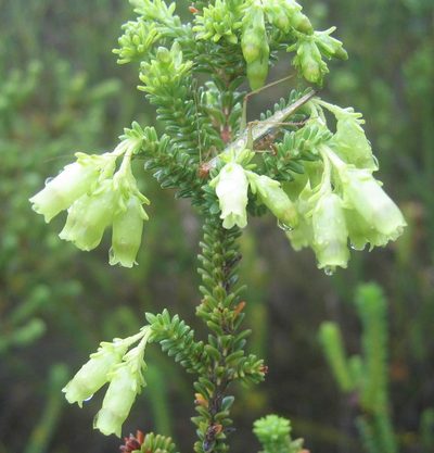 Erica oblongiflora, photographed by douglaseustonbrown