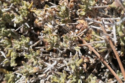 Teucrium balearicum, photographed by Rafael Medina