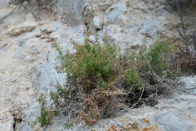 Rubia balearica, photographed by Rafael Medina