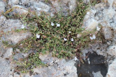 Micromeria filiformis, photographed by Rafael Medina