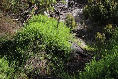 Psoralea monophylla, photographed by Tony Rebelo