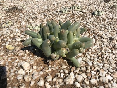 Mesembryanthemum digitatum, photographed by Sam McCarren