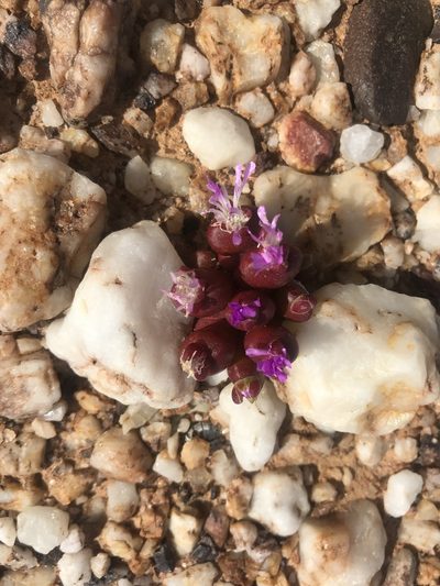 Oophytum nanum, photographed by Sam McCarren