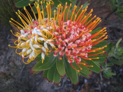 Leucospermum erubescens, photographed by Di Turner