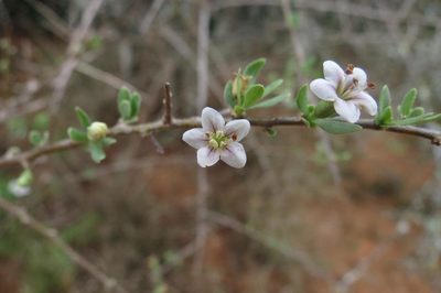 Lycium pumilum, photographed by Brian du Preez