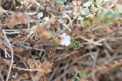 Micromeria filiformis, photographed by Rafael Medina