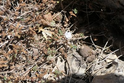 Micromeria filiformis, photographed by Rafael Medina