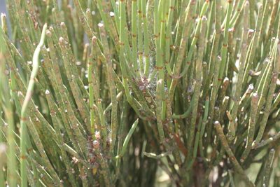 Ephedra fragilis, photographed by Rafael Medina