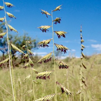 Bouteloua radicosa, photographed by Sue Carnahan