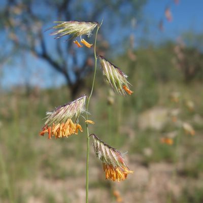 Bouteloua chondrosioides, photographed by Sue Carnahan