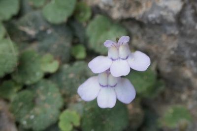 Cymbalaria aequitriloba, photographed by Rafael Medina