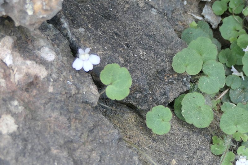 Cymbalaria aequitriloba, photographed by Rafael Medina