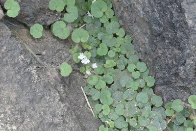 Cymbalaria aequitriloba, photographed by Rafael Medina