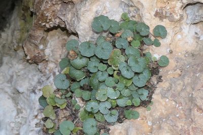 Cymbalaria aequitriloba, photographed by Rafael Medina