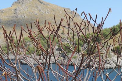 Euphorbia dendroides, photographed by Rafael Medina