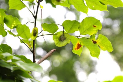 Pterocarpus indicus, photographed by Agnes Trekker
