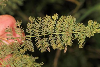 Albizia harveyi, photographed by Wynand Uys