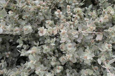 Atriplex halimus, photographed by Rafael Medina