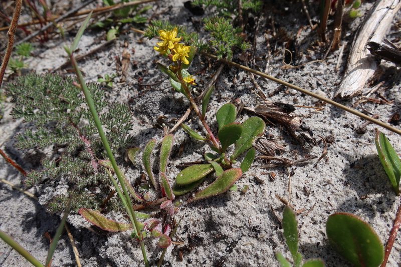 Tetragonia herbacea, photographed by Diana Studer