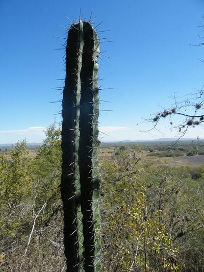 Stenocereus huastecorum, photographed by amantedarmanin