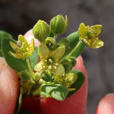 Tetragonia herbacea, photographed by Diana Studer