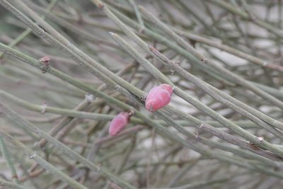 Ephedra fragilis, photographed by Rafael Medina