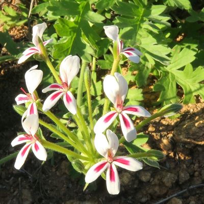 Pelargonium pulchellum, photographed by Kevin Murray