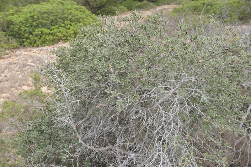 Rhamnus ludovici-salvatoris, photographed by Rafael Medina