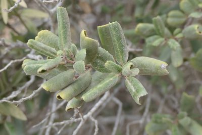 Rhamnus ludovici-salvatoris, photographed by Rafael Medina