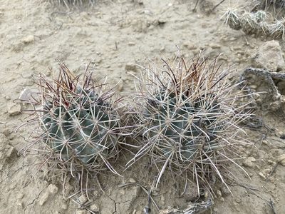 Sclerocactus cloverae, photographed by Cecelia Alexander