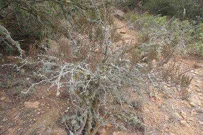 Ephedra fragilis, photographed by Rafael Medina