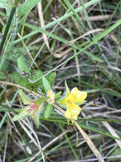 Ludwigia hirtella, photographed by Asher P Higgins