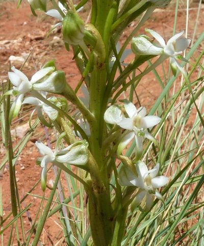 Habenaria afra, photographed by Andrew Hankey