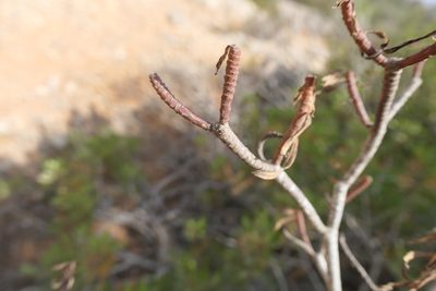 Euphorbia dendroides, photographed by Rafael Medina