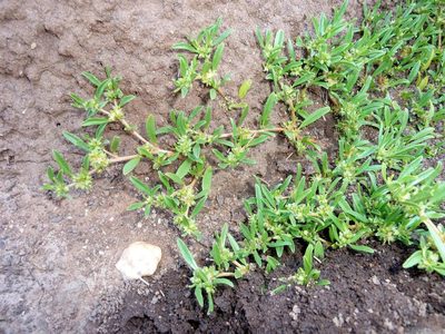Limeum viscosum, photographed by Andrew Hankey