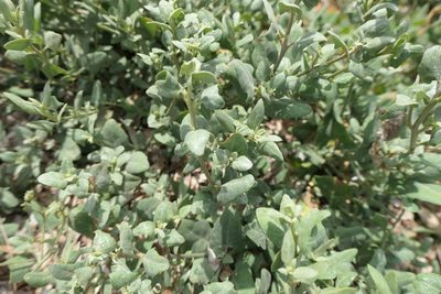 Atriplex halimus, photographed by Rafael Medina