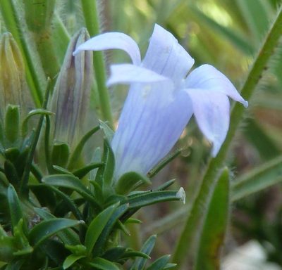 Wahlenbergia epacridea, photographed by Andrew Hankey