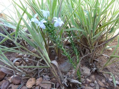 Wahlenbergia epacridea, photographed by Andrew Hankey
