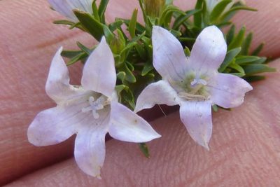 Wahlenbergia epacridea, photographed by Andrew Hankey