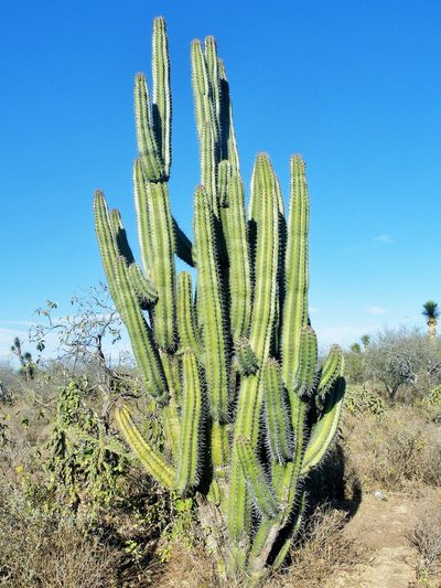 Stenocereus huastecorum, photographed by amantedarmanin
