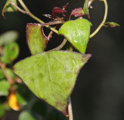 Senecio macroglossus, photographed by Tony Rebelo