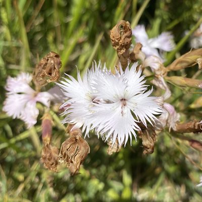 Dianthus hyssopifolius, photographed by Stephanie G. Williams