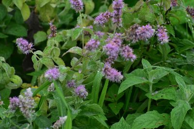 Mentha longifolia, photographed by Михаил Малышев