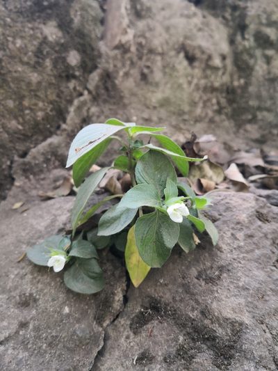 Asystasia mysorensis, photographed by Claude Kolwelter